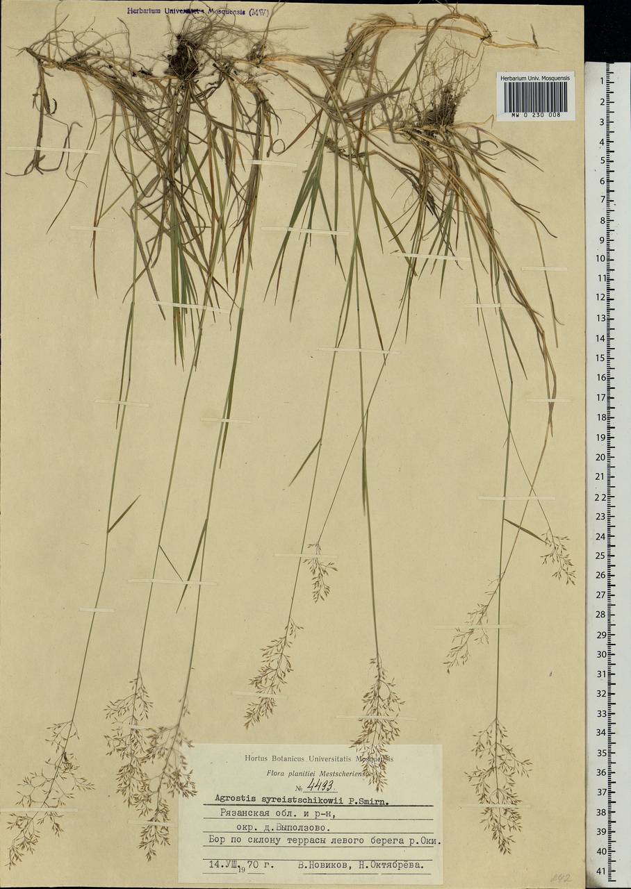 Agrostis vinealis Schreb., Eastern Europe, Central region (E4) (Russia)