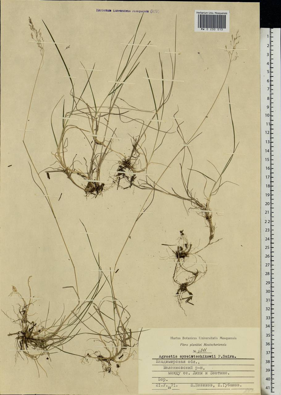 Agrostis vinealis Schreb., Eastern Europe, Central region (E4) (Russia)