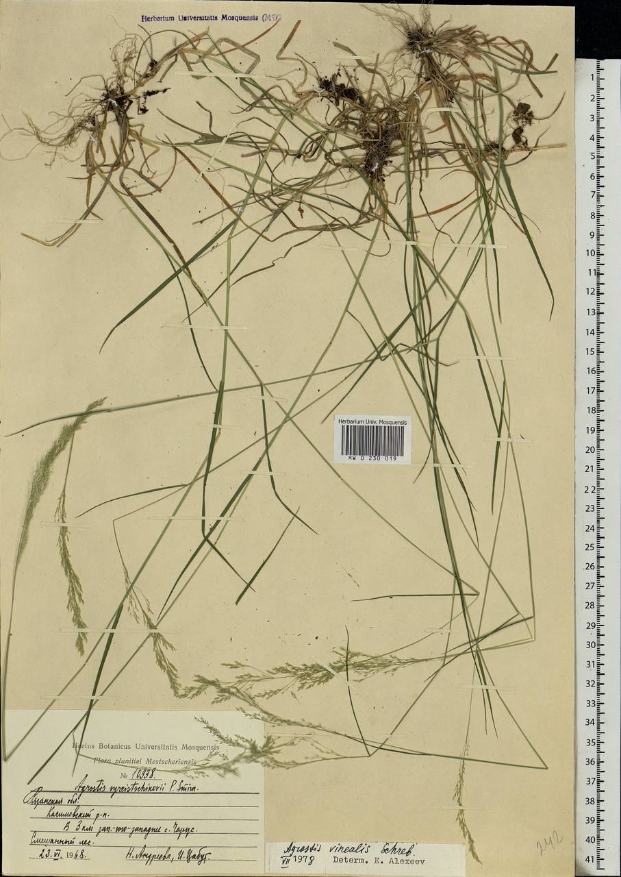 Agrostis vinealis Schreb., Eastern Europe, Central region (E4) (Russia)