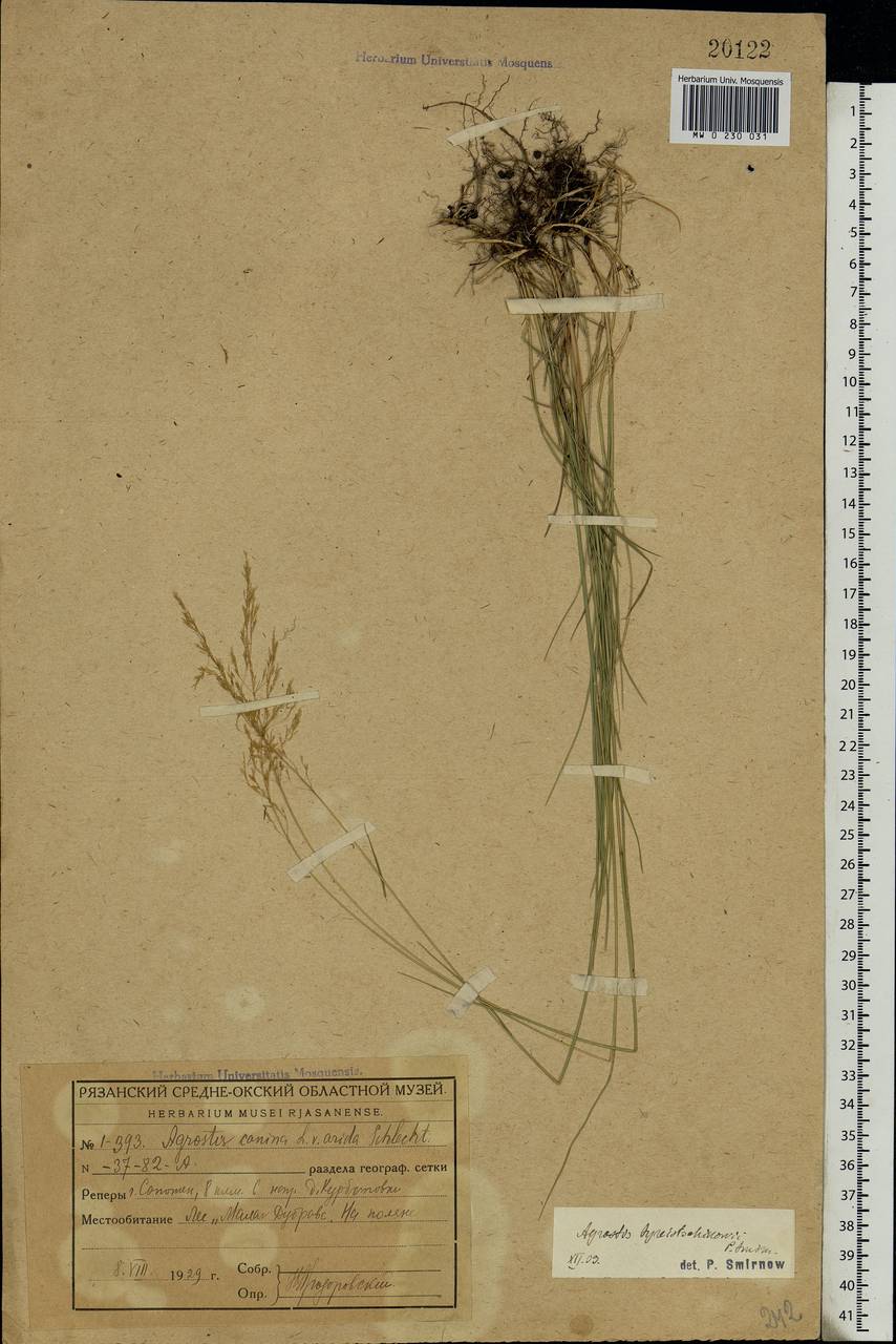 Agrostis vinealis Schreb., Eastern Europe, Central region (E4) (Russia)