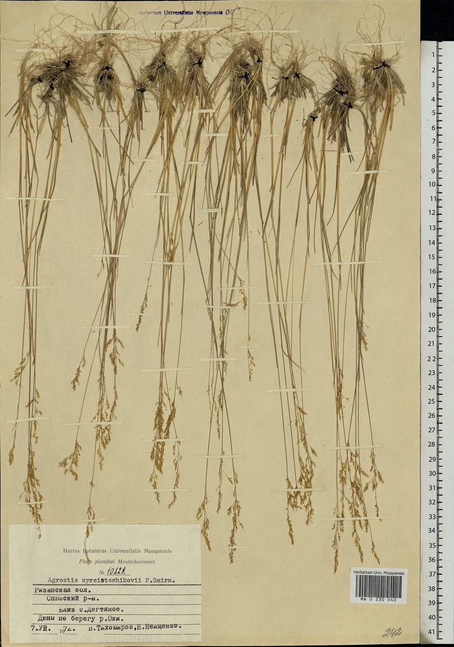 Agrostis vinealis Schreb., Eastern Europe, Central region (E4) (Russia)