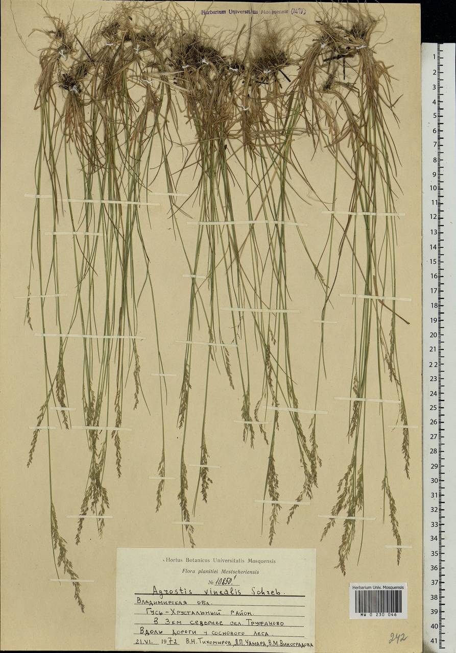 Agrostis vinealis Schreb., Eastern Europe, Central region (E4) (Russia)