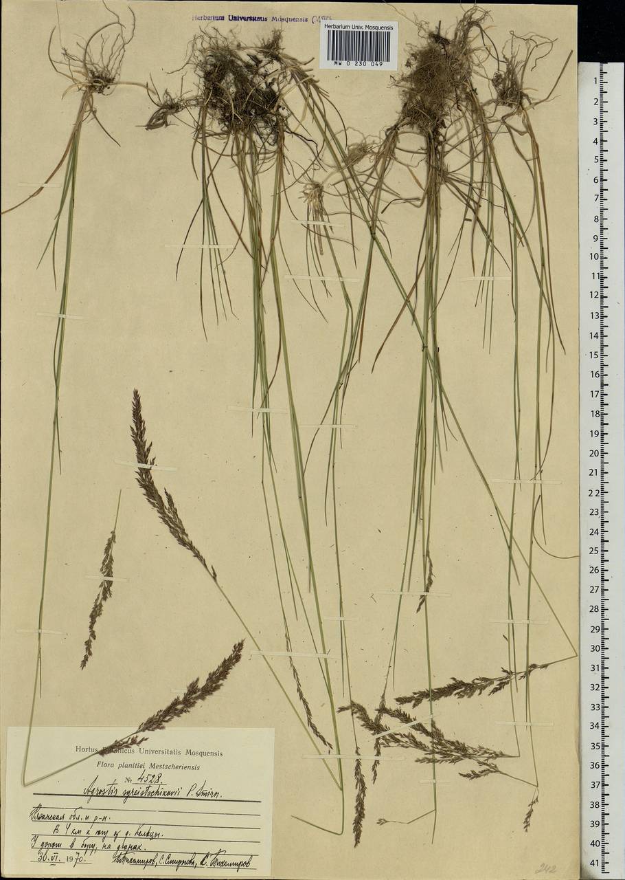 Agrostis vinealis Schreb., Eastern Europe, Central region (E4) (Russia)