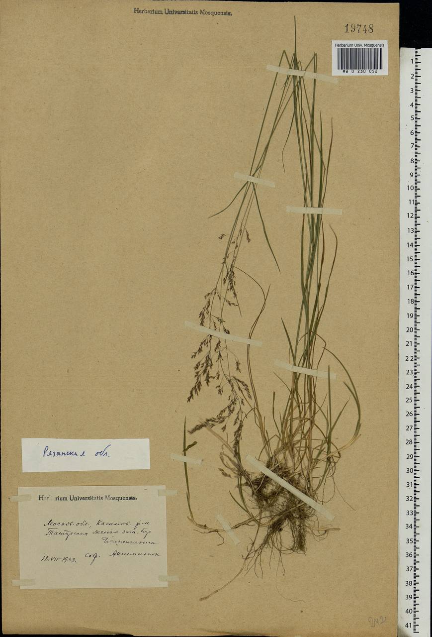 Agrostis vinealis Schreb., Eastern Europe, Central region (E4) (Russia)