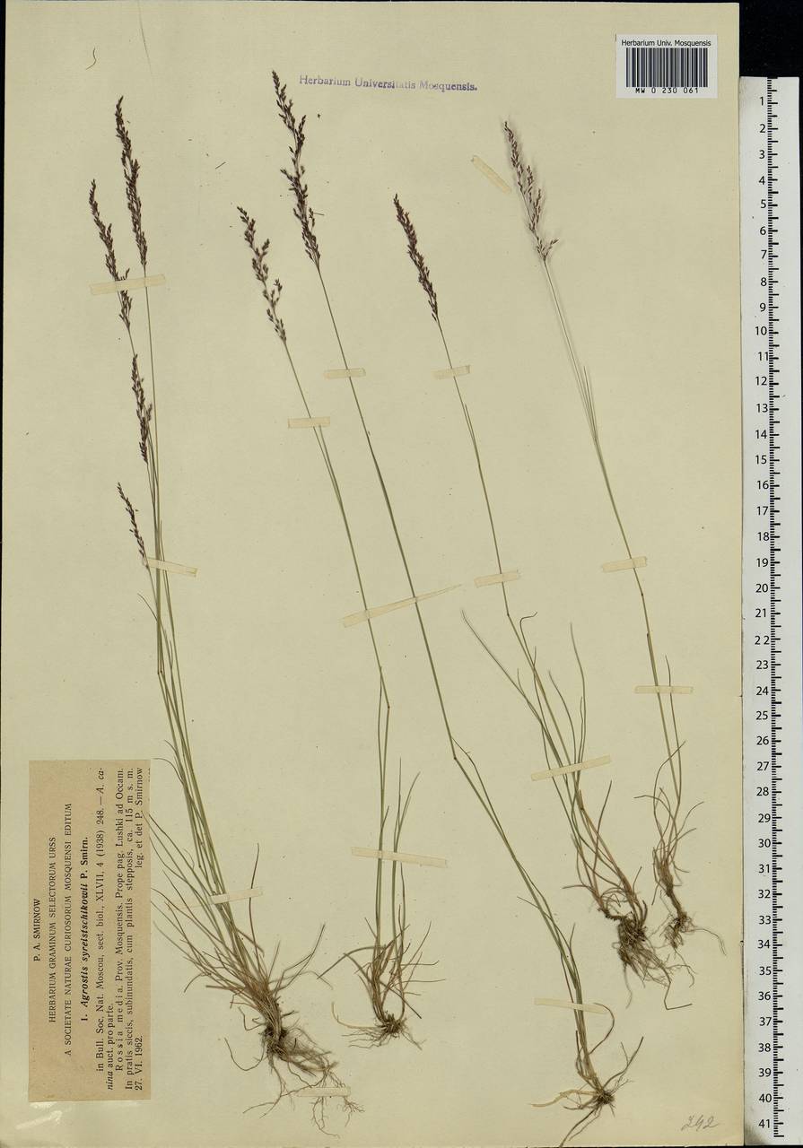 Agrostis vinealis Schreb., Eastern Europe, Moscow region (E4a) (Russia)