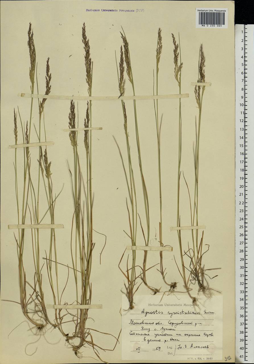 Agrostis vinealis Schreb., Eastern Europe, Moscow region (E4a) (Russia)