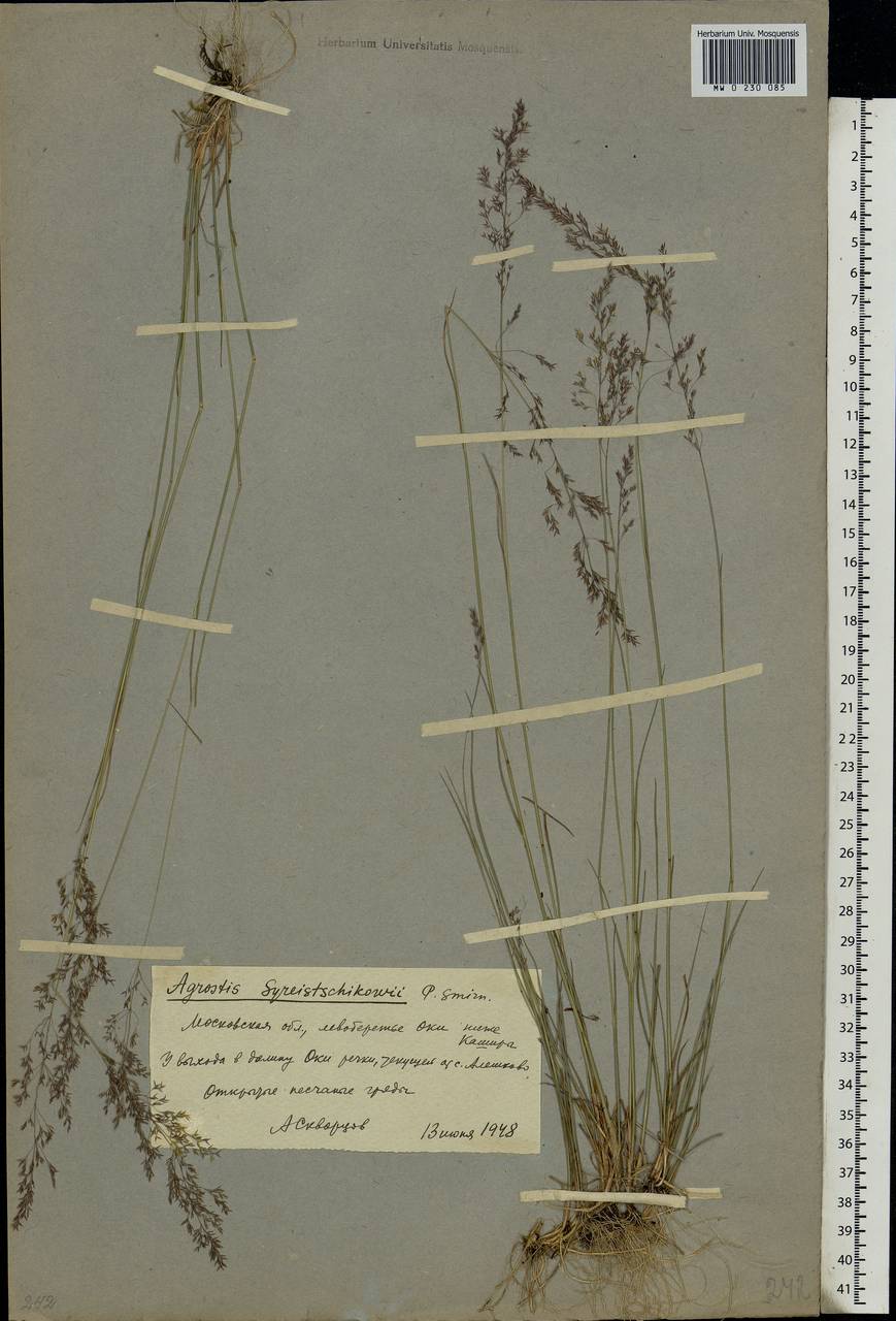 Agrostis vinealis Schreb., Eastern Europe, Moscow region (E4a) (Russia)