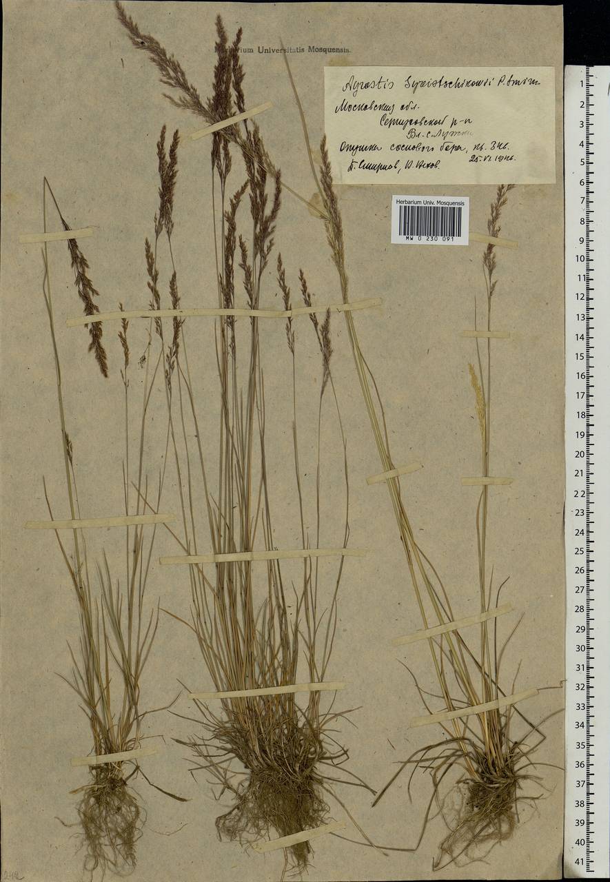 Agrostis vinealis Schreb., Eastern Europe, Moscow region (E4a) (Russia)