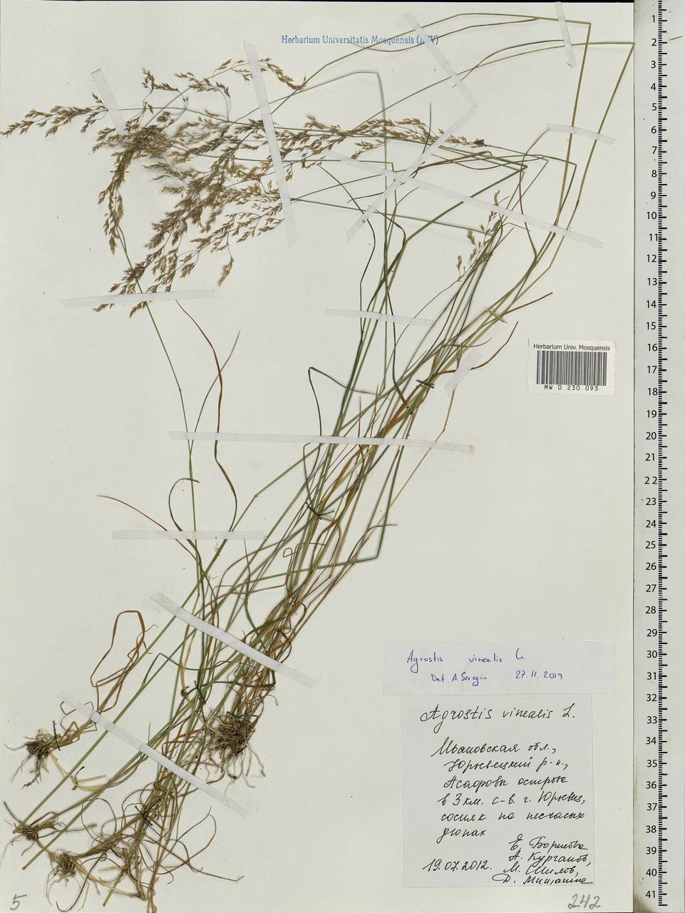 Agrostis vinealis Schreb., Eastern Europe, Central forest region (E5) (Russia)