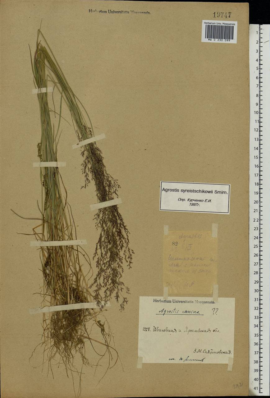 Agrostis vinealis Schreb., Eastern Europe, Central forest region (E5) (Russia)