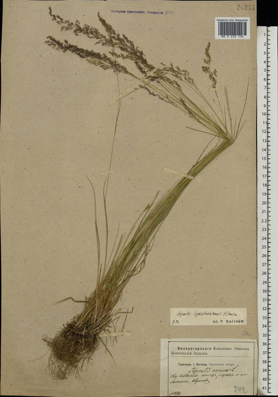 Agrostis vinealis Schreb., Eastern Europe, Central forest-and-steppe region (E6) (Russia)