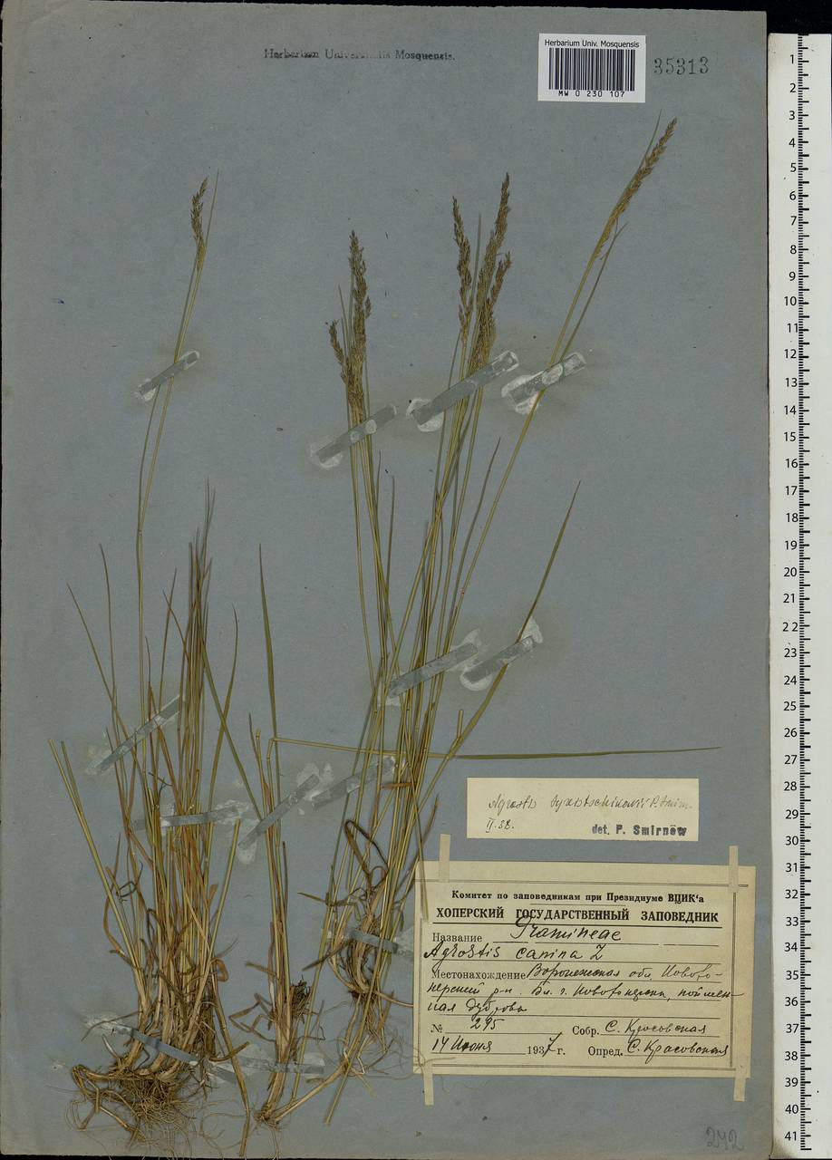 Agrostis vinealis Schreb., Eastern Europe, Central forest-and-steppe region (E6) (Russia)