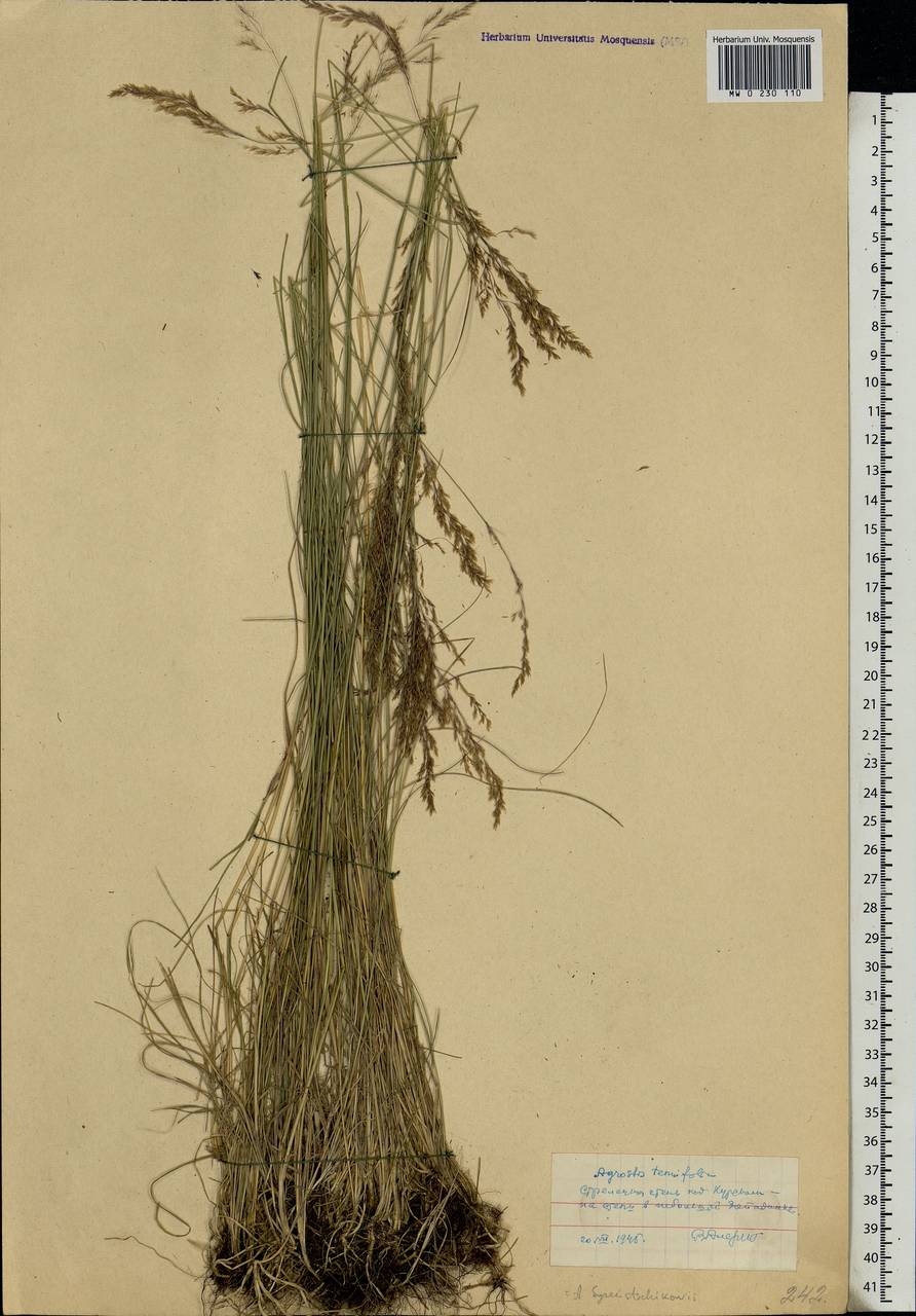 Agrostis vinealis Schreb., Eastern Europe, Central forest-and-steppe region (E6) (Russia)