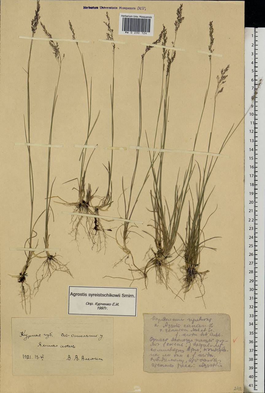 Agrostis vinealis Schreb., Eastern Europe, Central forest-and-steppe region (E6) (Russia)