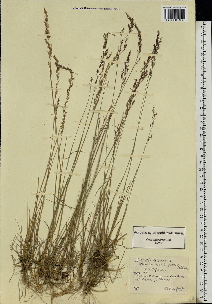 Agrostis vinealis Schreb., Eastern Europe, Central forest-and-steppe region (E6) (Russia)