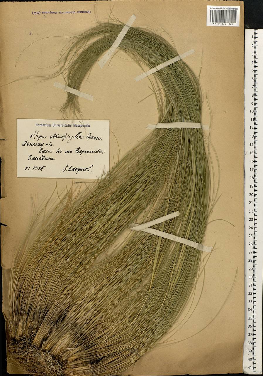 Stipa tirsa Steven, Eastern Europe, Rostov Oblast (E12a) (Russia)