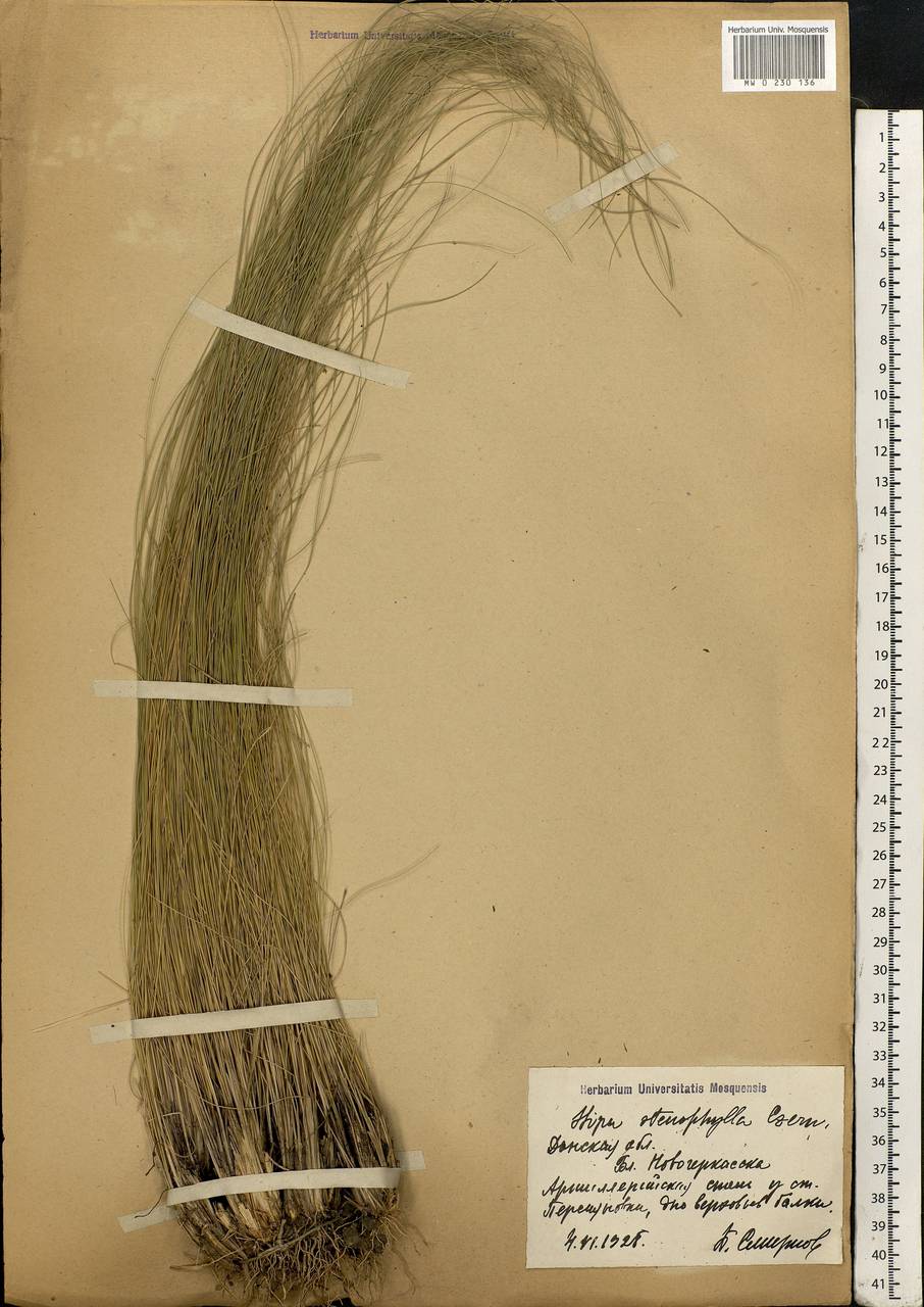 Stipa tirsa Steven, Eastern Europe, Rostov Oblast (E12a) (Russia)