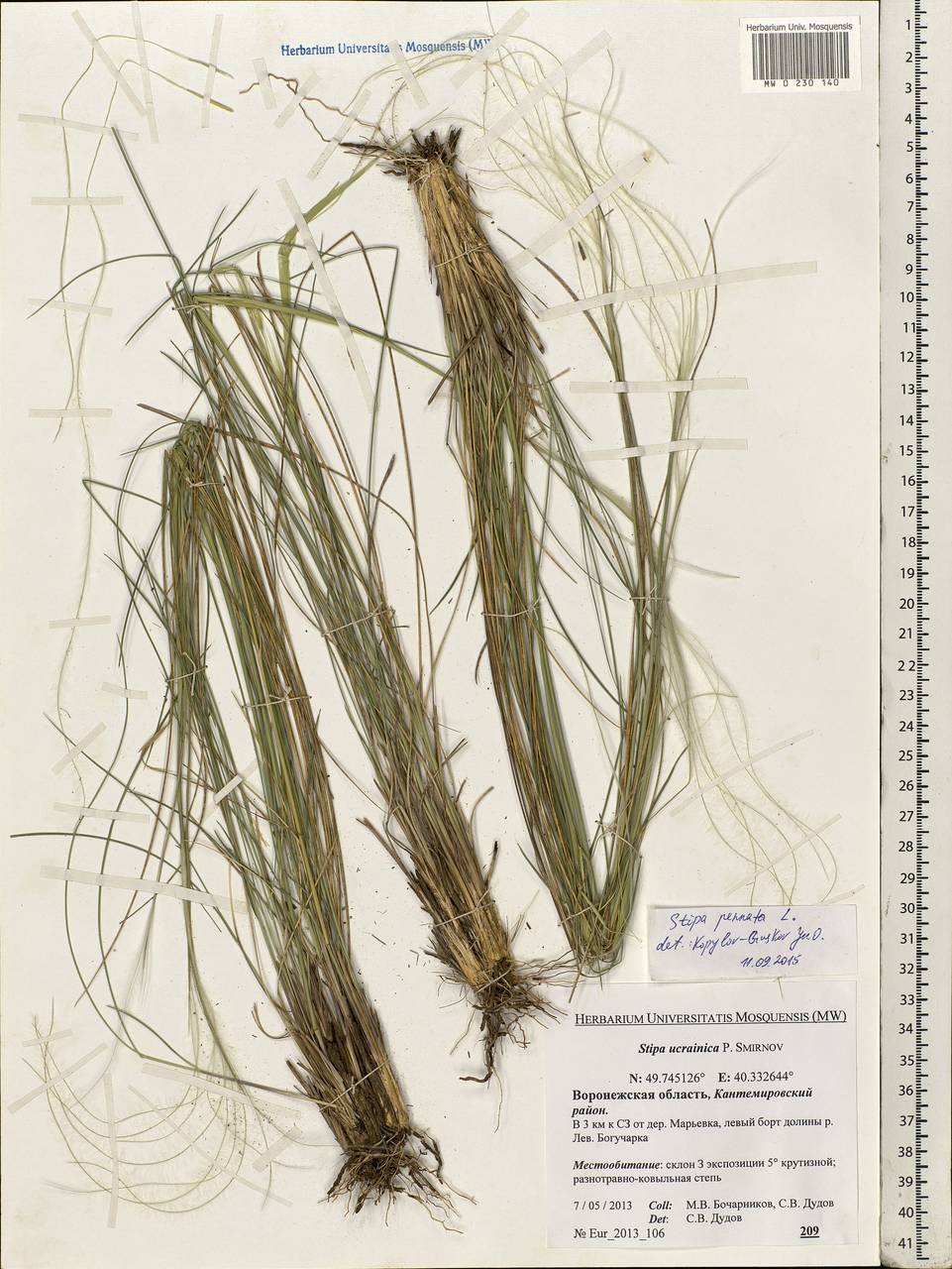 Stipa pennata L., Eastern Europe, Central forest-and-steppe region (E6) (Russia)