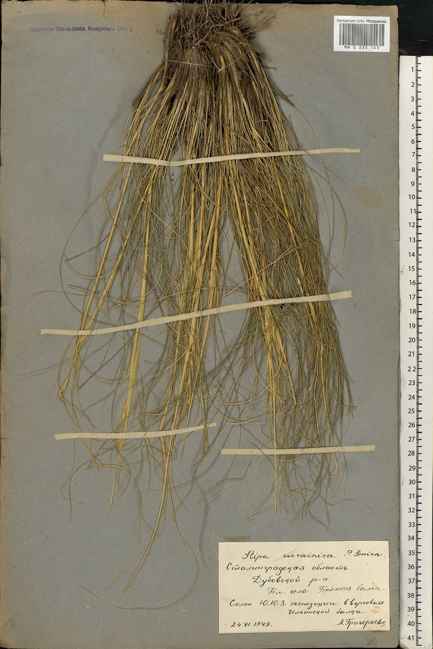 Stipa ucrainica P.A.Smirn., Eastern Europe, Lower Volga region (E9) (Russia)