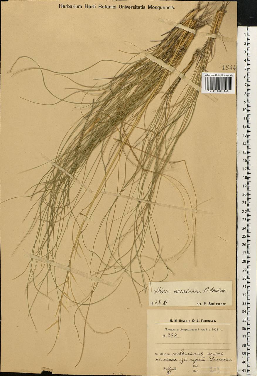 Stipa ucrainica P.A.Smirn., Eastern Europe, Lower Volga region (E9) (Russia)