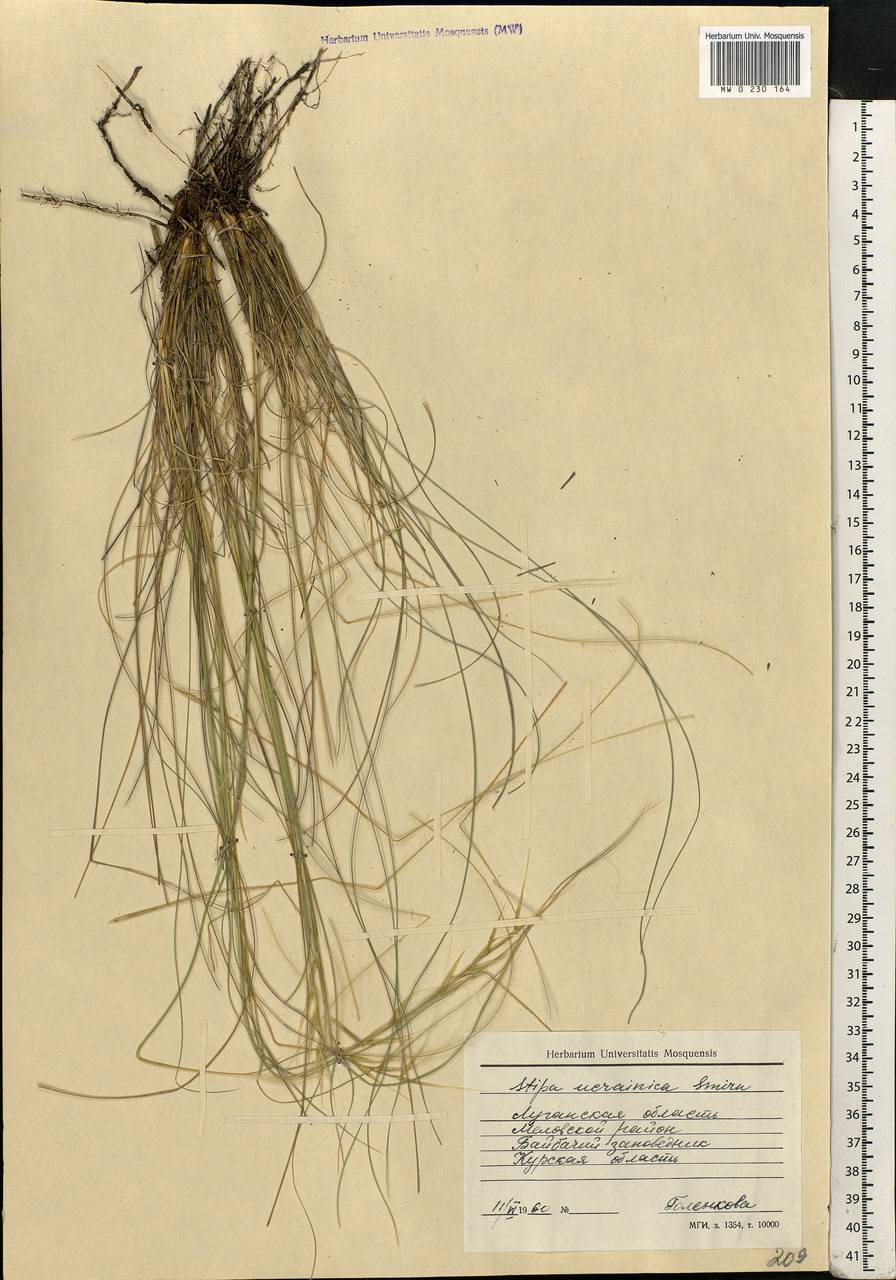 Stipa ucrainica P.A.Smirn., Eastern Europe, North Ukrainian region (E11) (Ukraine)