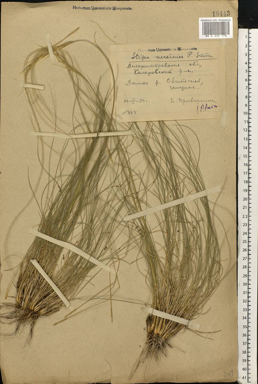 Stipa ucrainica P.A.Smirn., Eastern Europe, South Ukrainian region (E12) (Ukraine)