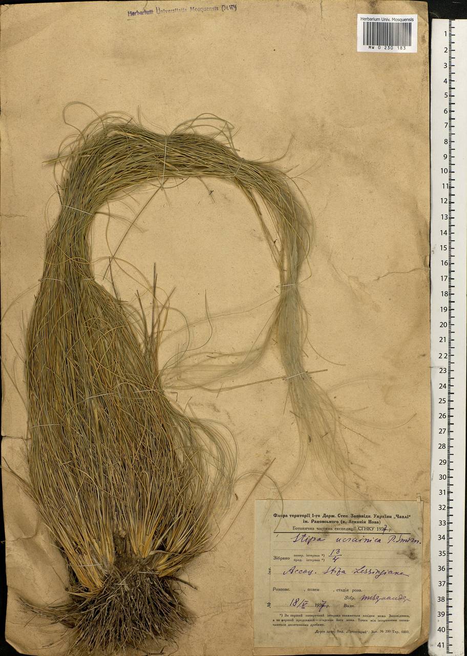 Stipa ucrainica P.A.Smirn., Eastern Europe, South Ukrainian region (E12) (Ukraine)