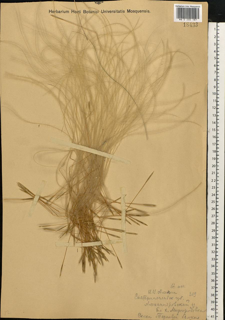 Stipa ucrainica P.A.Smirn., Eastern Europe, South Ukrainian region (E12) (Ukraine)