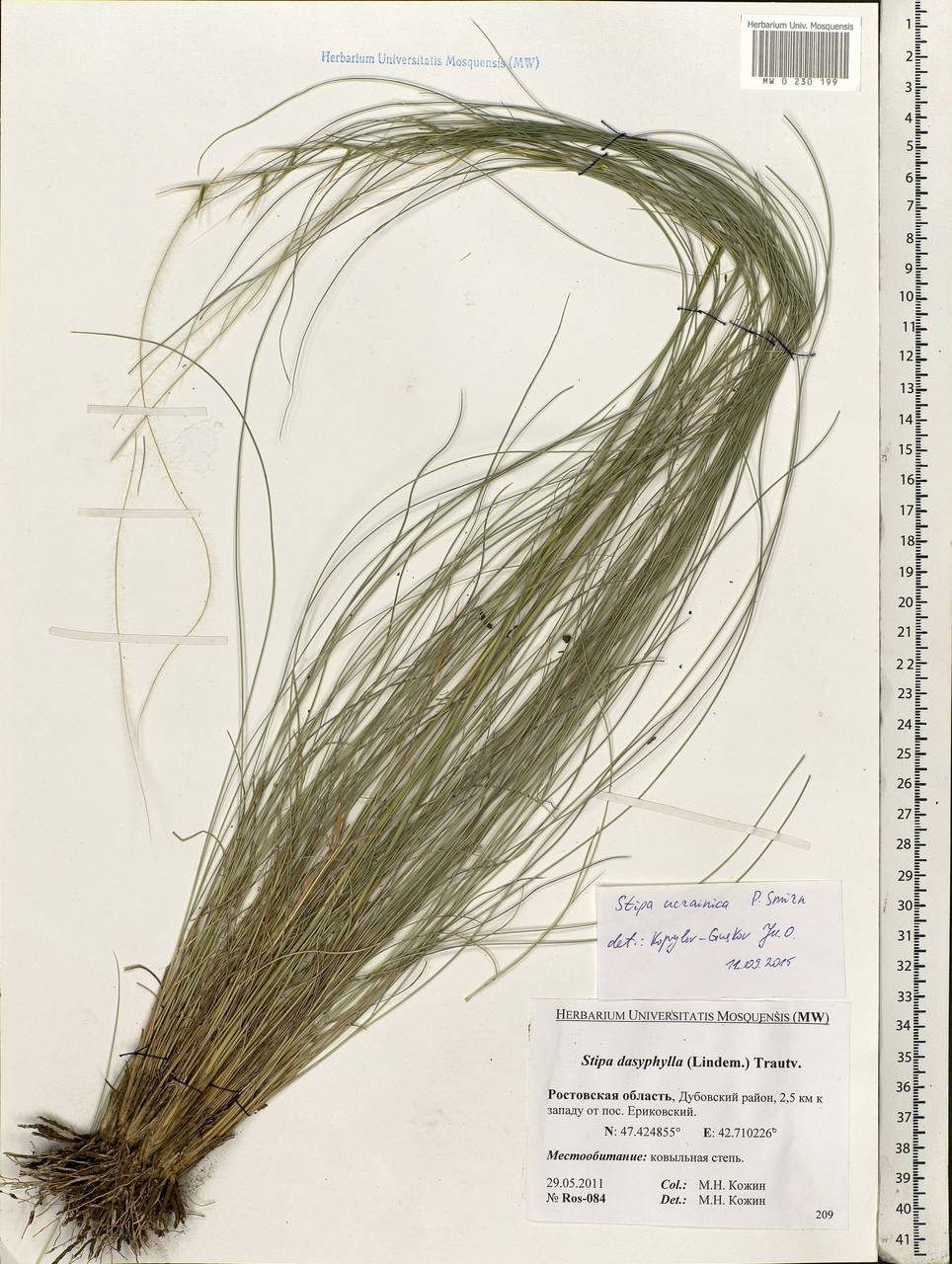 Stipa ucrainica P.A.Smirn., Eastern Europe, Rostov Oblast (E12a) (Russia)