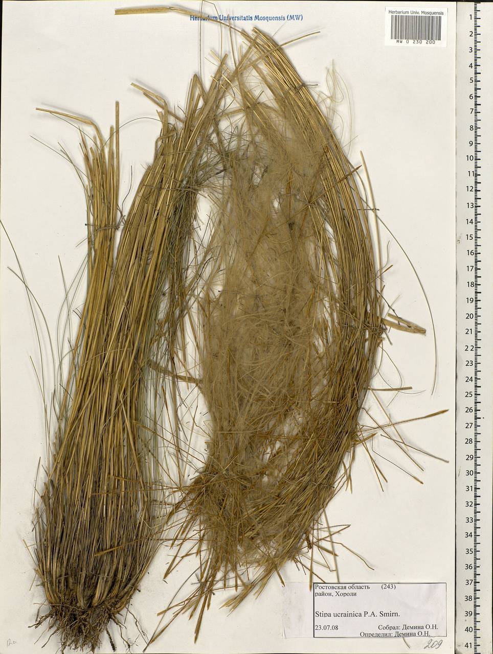 Stipa ucrainica P.A.Smirn., Eastern Europe, Rostov Oblast (E12a) (Russia)