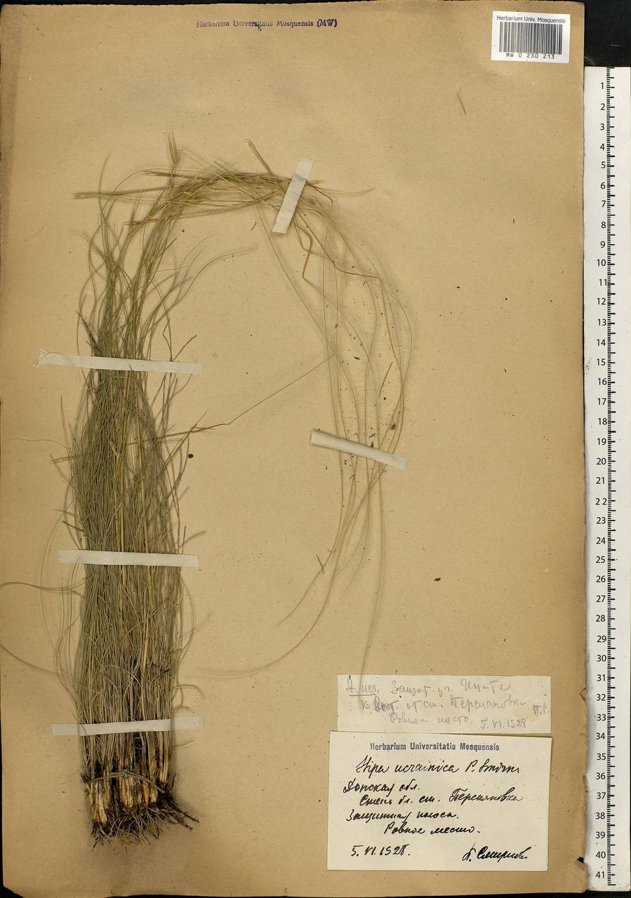 Stipa ucrainica P.A.Smirn., Eastern Europe, Rostov Oblast (E12a) (Russia)