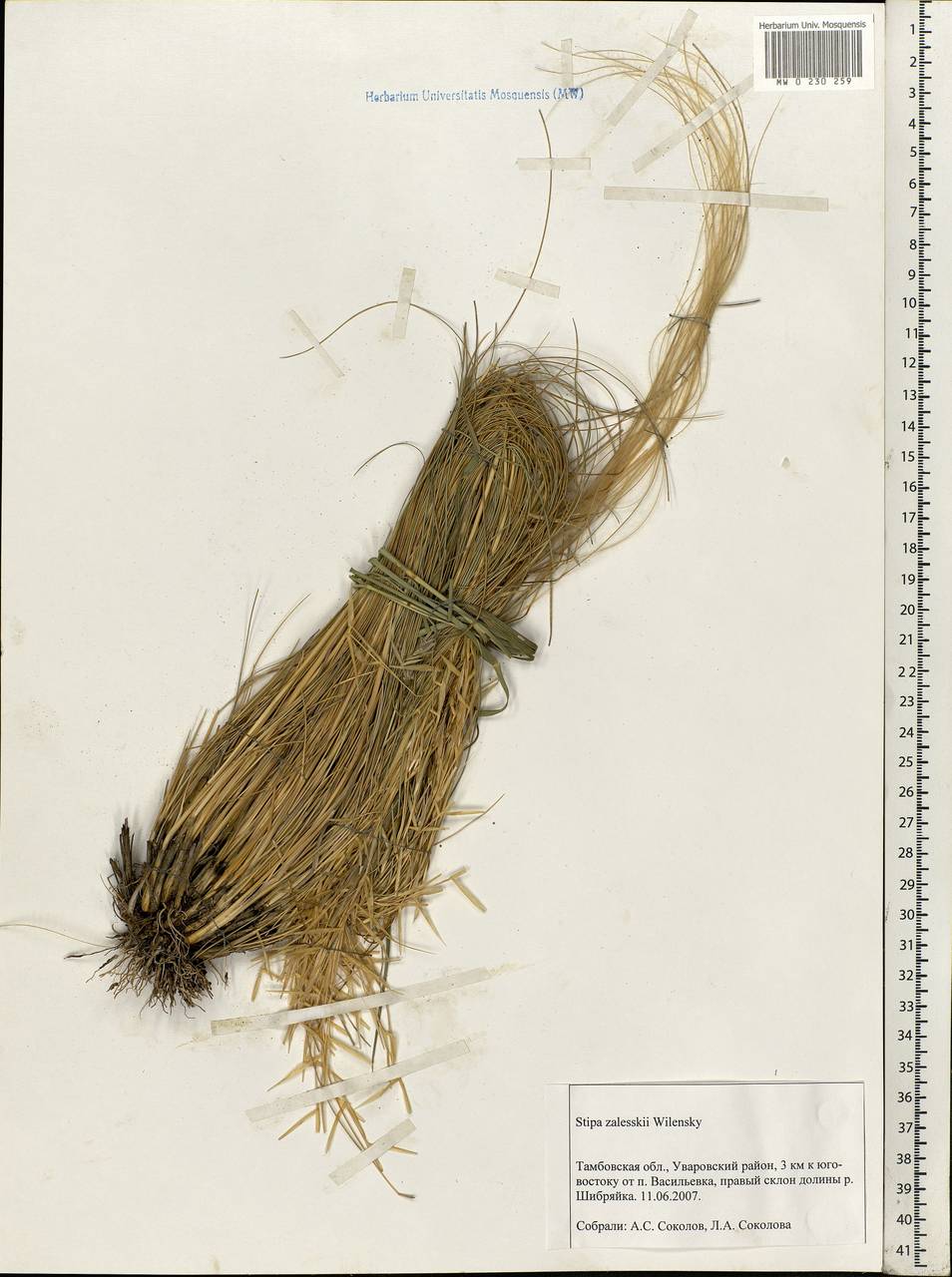 Stipa zalesskyi Wilensky ex Grossh., Eastern Europe, Central forest-and-steppe region (E6) (Russia)