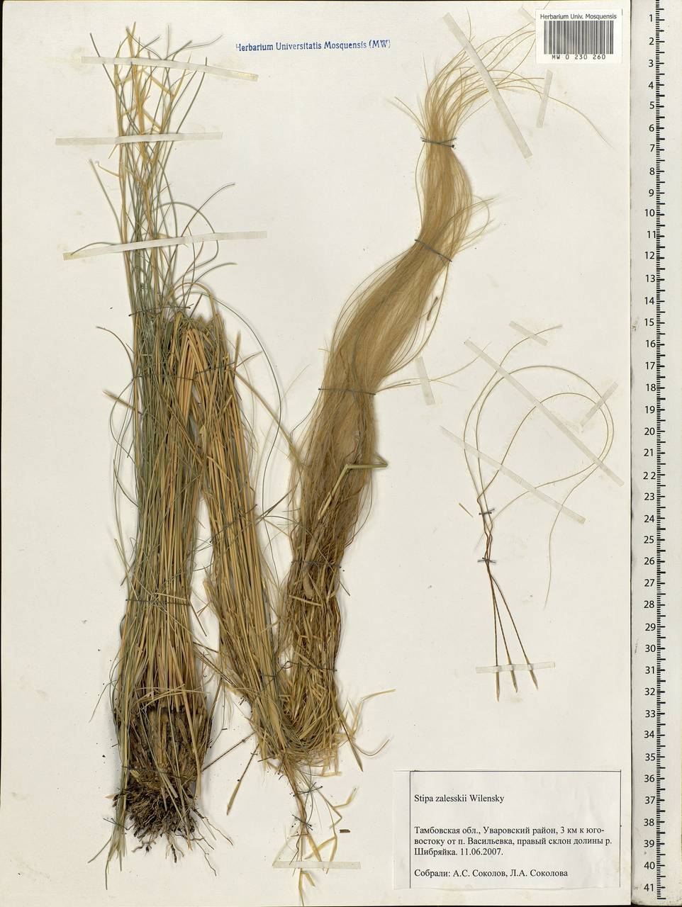 Stipa zalesskyi Wilensky ex Grossh., Eastern Europe, Central forest-and-steppe region (E6) (Russia)