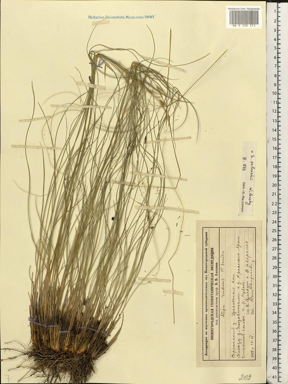 Stipa zalesskyi Wilensky ex Grossh., Eastern Europe, Volga-Kama region (E7) (Russia)