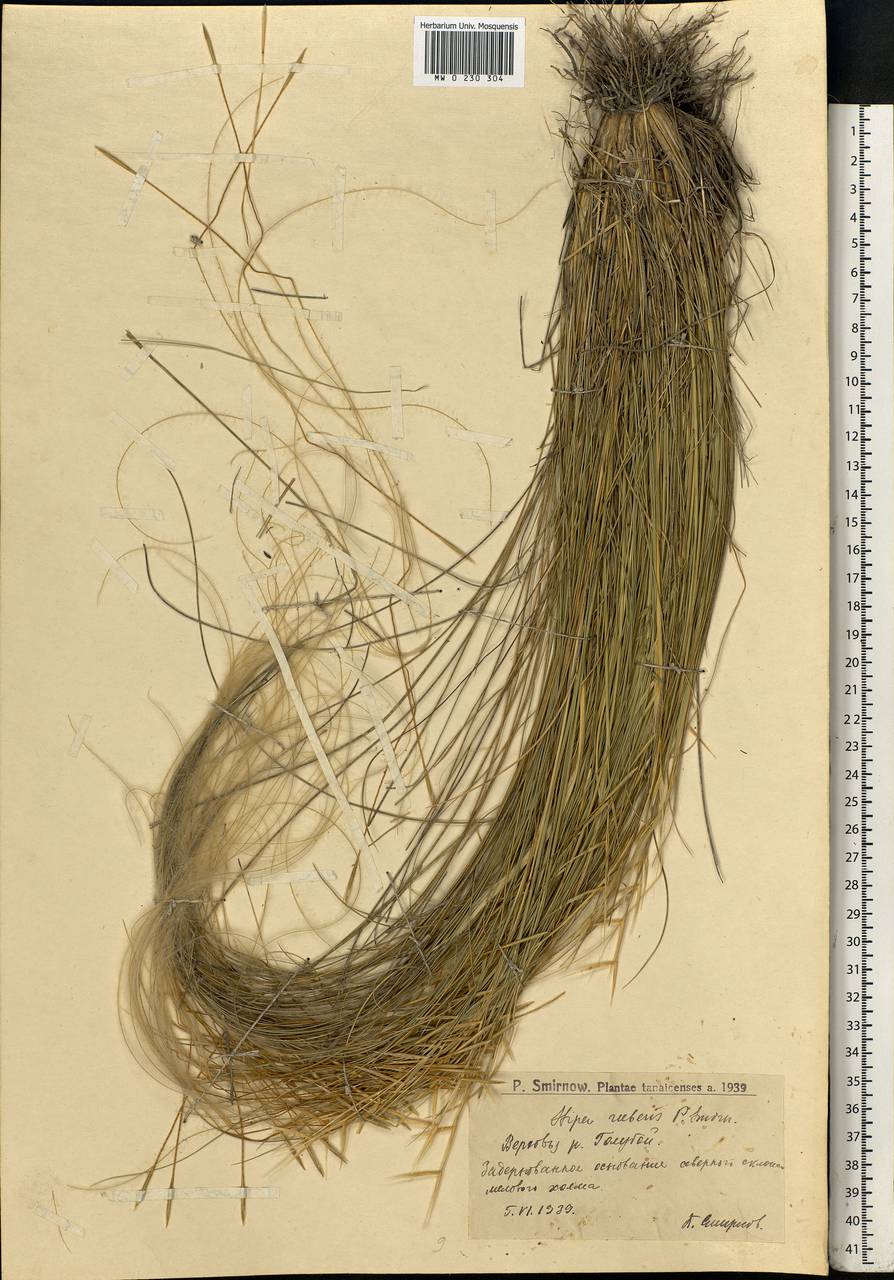 Stipa zalesskyi Wilensky ex Grossh., Eastern Europe, Lower Volga region (E9) (Russia)