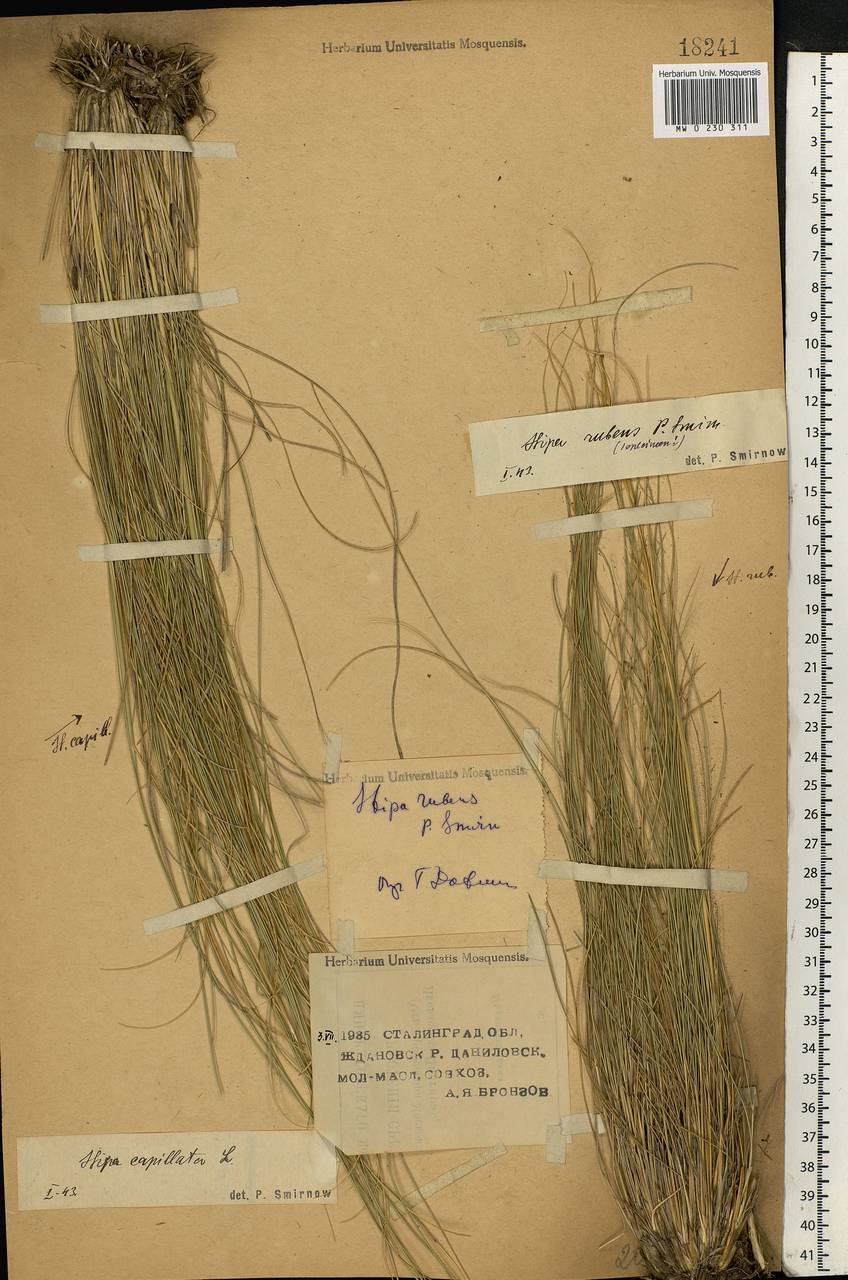 Stipa zalesskii Wilensky, Eastern Europe, Lower Volga region (E9) (Russia)
