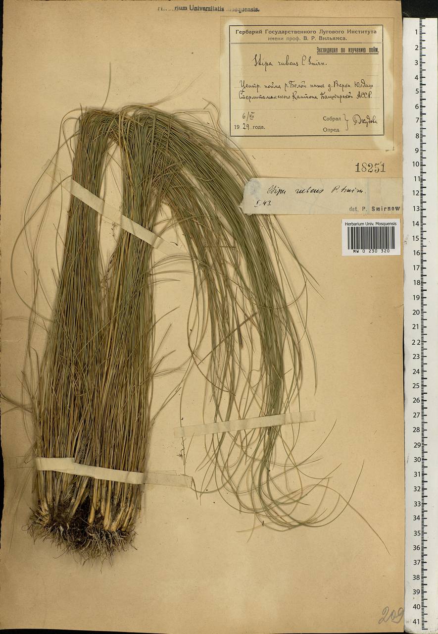 Stipa zalesskyi Wilensky ex Grossh., Eastern Europe, Eastern region (E10) (Russia)