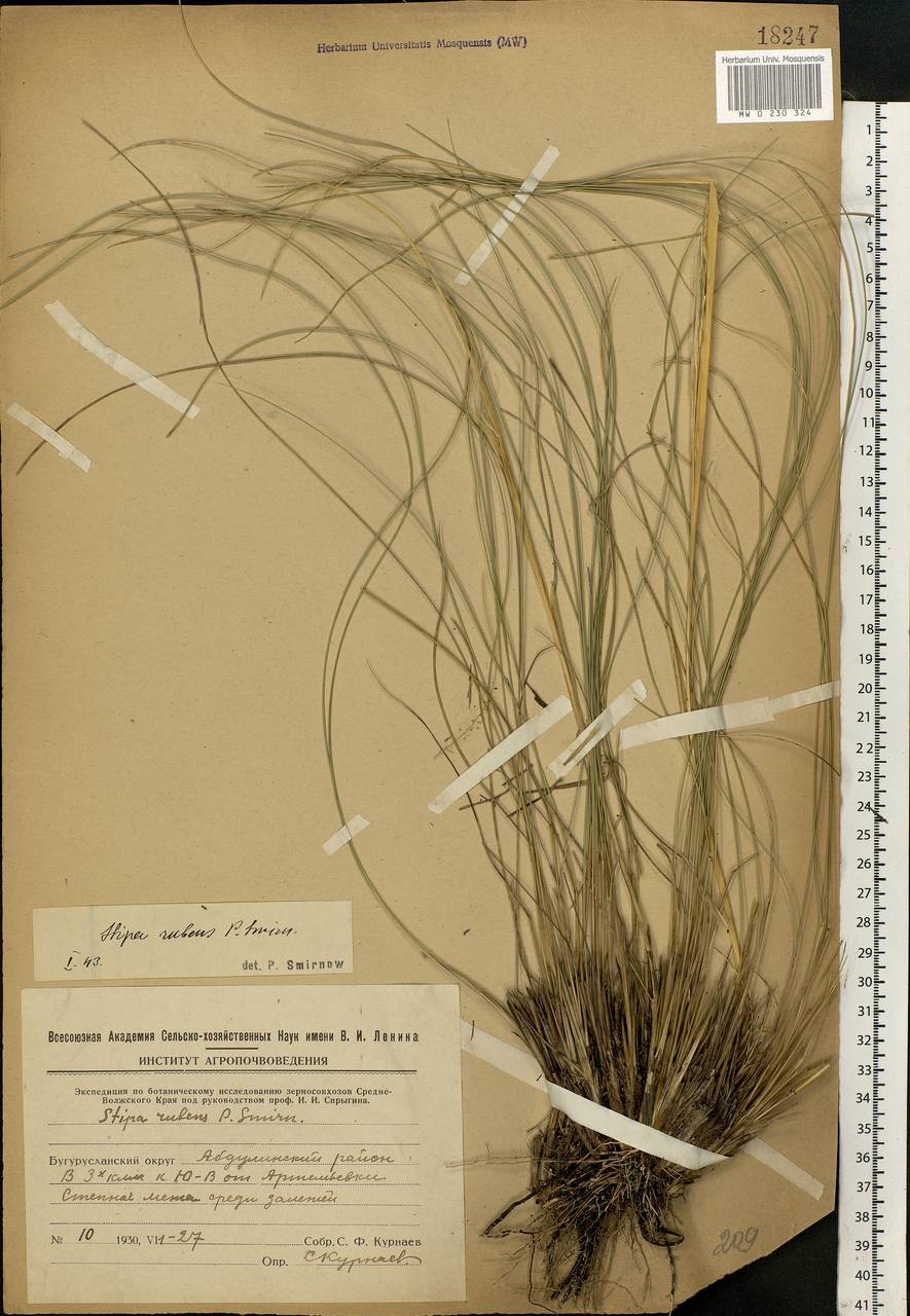 Stipa zalesskyi Wilensky ex Grossh., Eastern Europe, Eastern region (E10) (Russia)