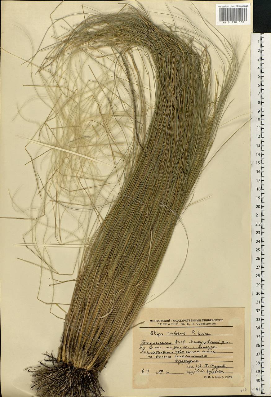 Stipa zalesskyi Wilensky ex Grossh., Eastern Europe, Eastern region (E10) (Russia)