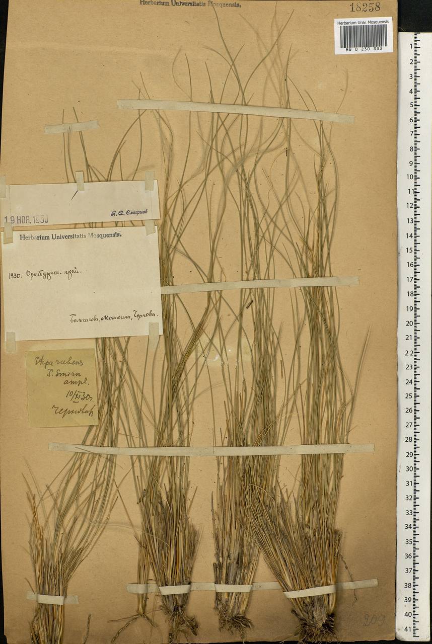 Stipa zalesskyi Wilensky ex Grossh., Eastern Europe, Eastern region (E10) (Russia)