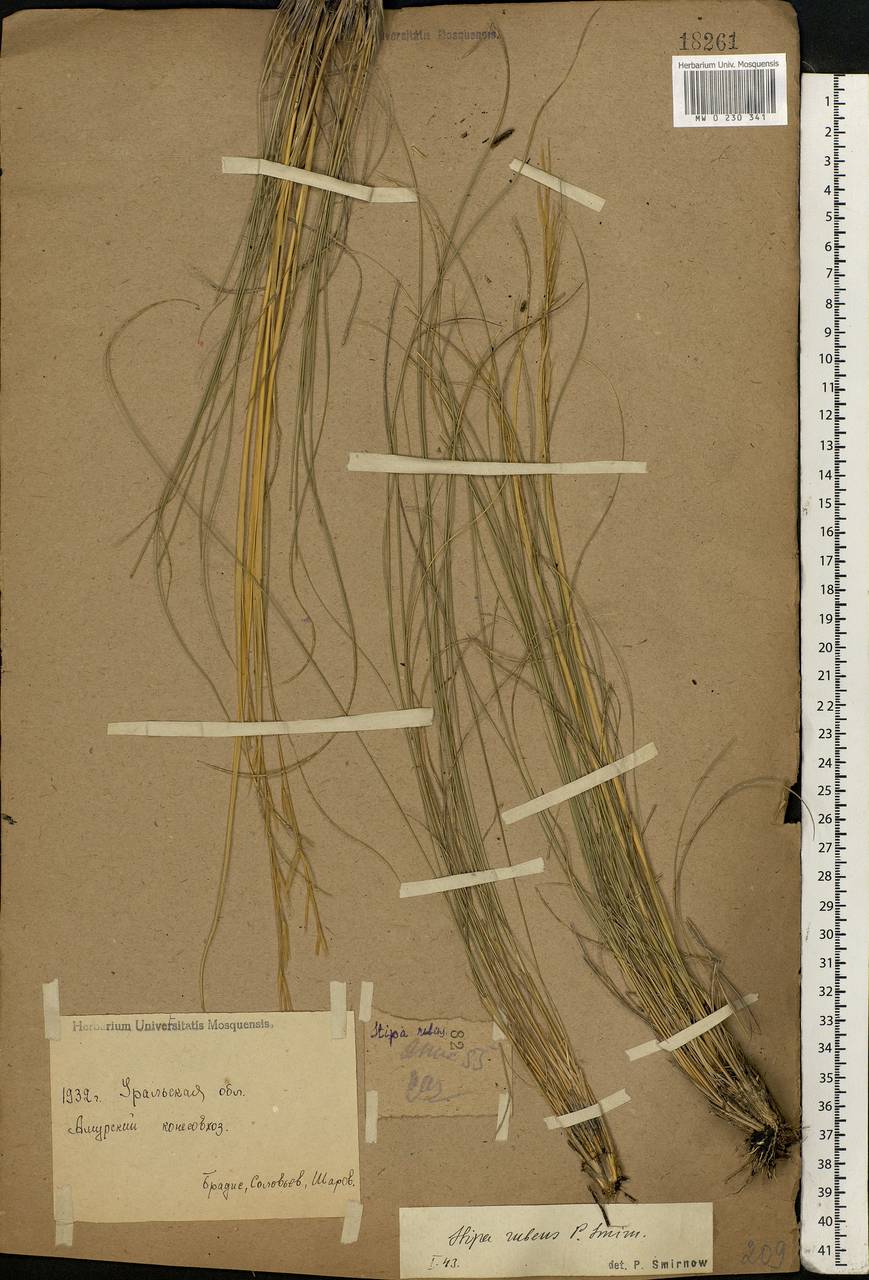 Stipa zalesskyi Wilensky ex Grossh., Eastern Europe, Eastern region (E10) (Russia)