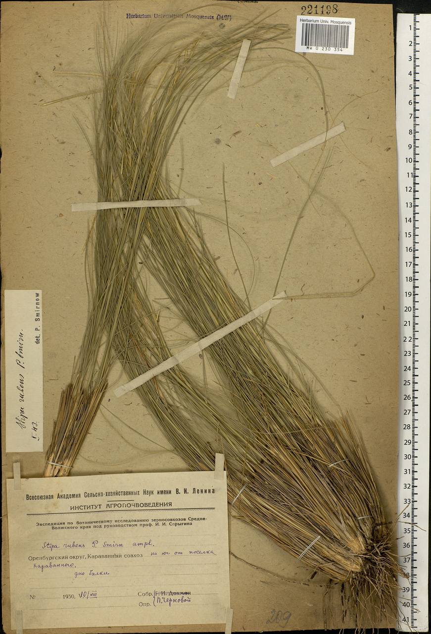 Stipa zalesskyi Wilensky ex Grossh., Eastern Europe, Eastern region (E10) (Russia)