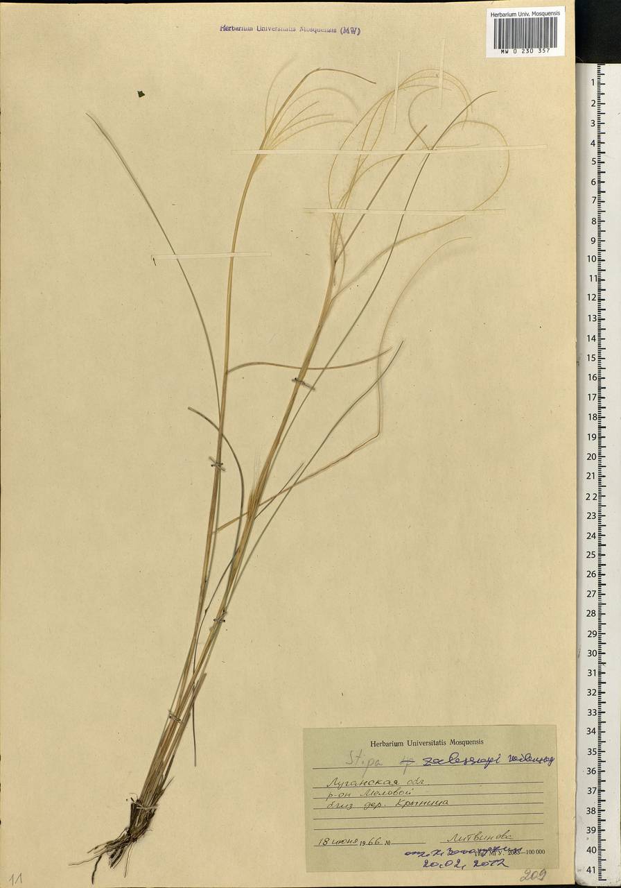 Stipa zalesskii Wilensky, Eastern Europe, North Ukrainian region (E11) (Ukraine)