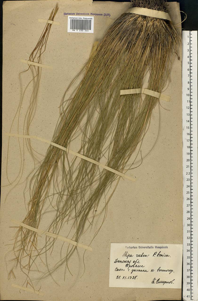 Stipa zalesskyi Wilensky ex Grossh., Eastern Europe, North Ukrainian region (E11) (Ukraine)