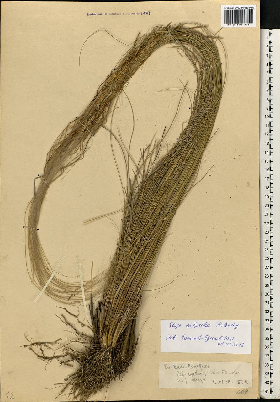 Stipa zalesskyi Wilensky ex Grossh., Eastern Europe, Rostov Oblast (E12a) (Russia)