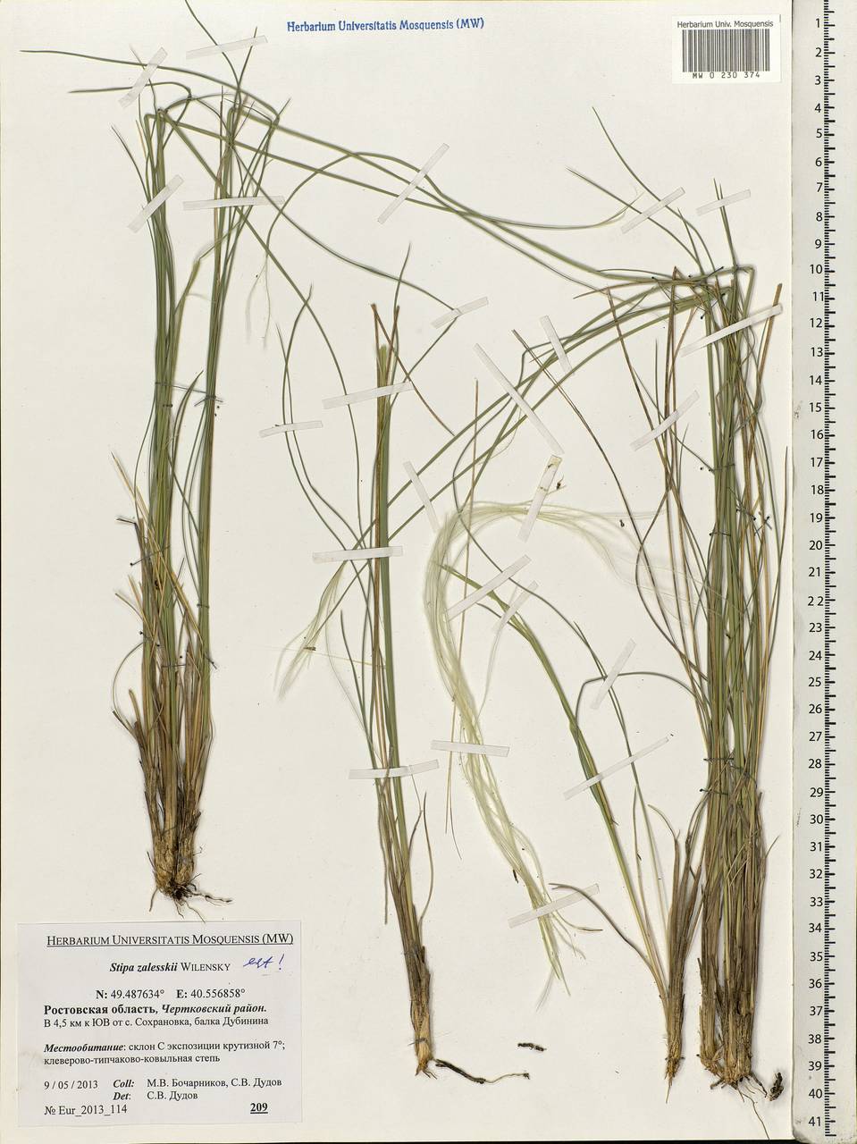 Stipa zalesskyi Wilensky ex Grossh., Eastern Europe, Rostov Oblast (E12a) (Russia)