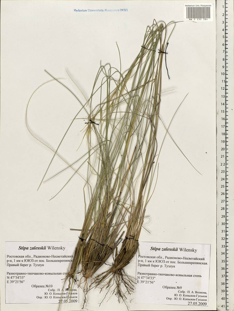 Stipa zalesskyi Wilensky ex Grossh., Eastern Europe, Rostov Oblast (E12a) (Russia)