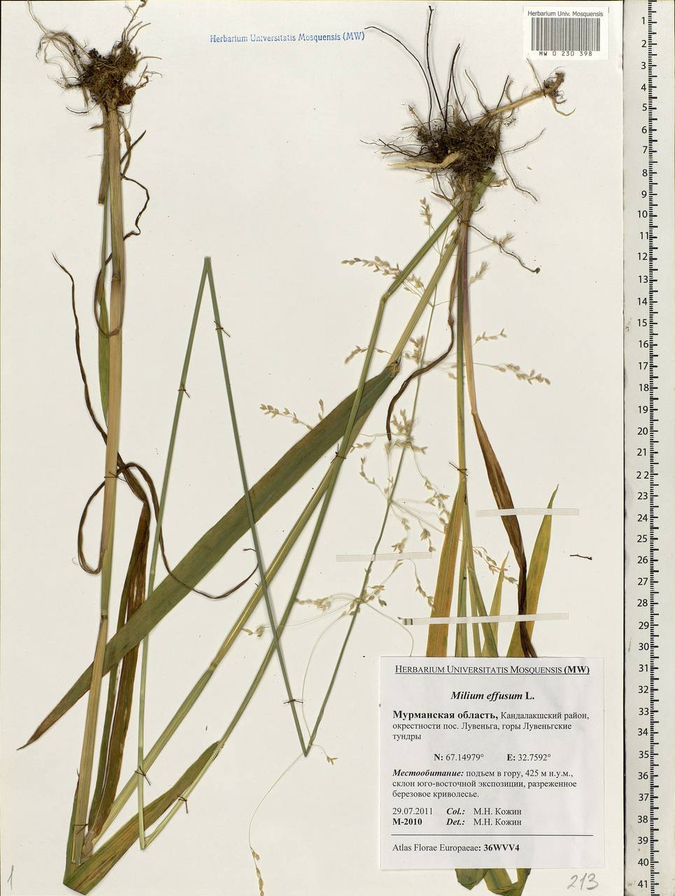 Milium effusum L., Eastern Europe, Northern region (E1) (Russia)