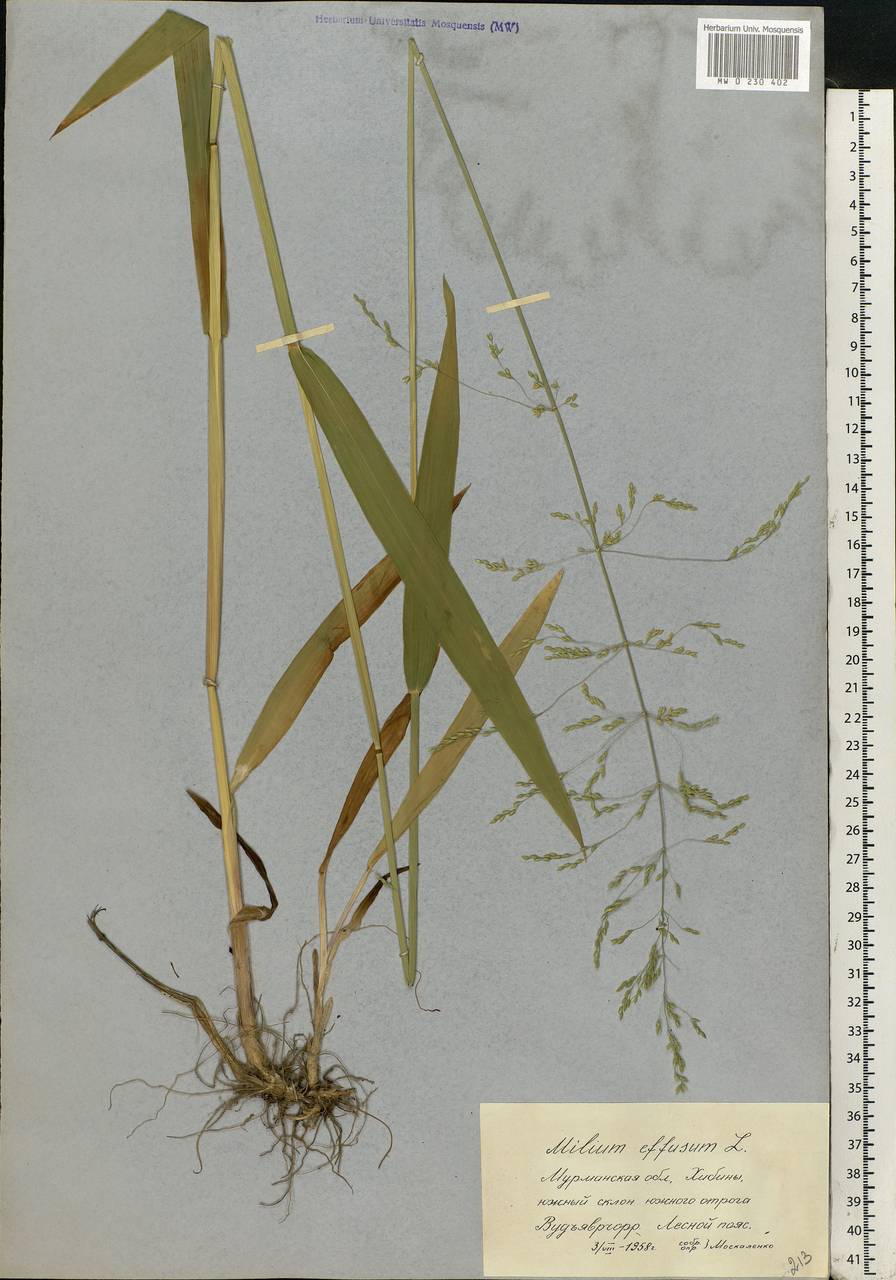 Milium effusum L., Eastern Europe, Northern region (E1) (Russia)