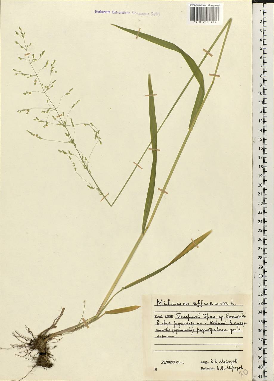 Milium effusum L., Eastern Europe, Northern region (E1) (Russia)